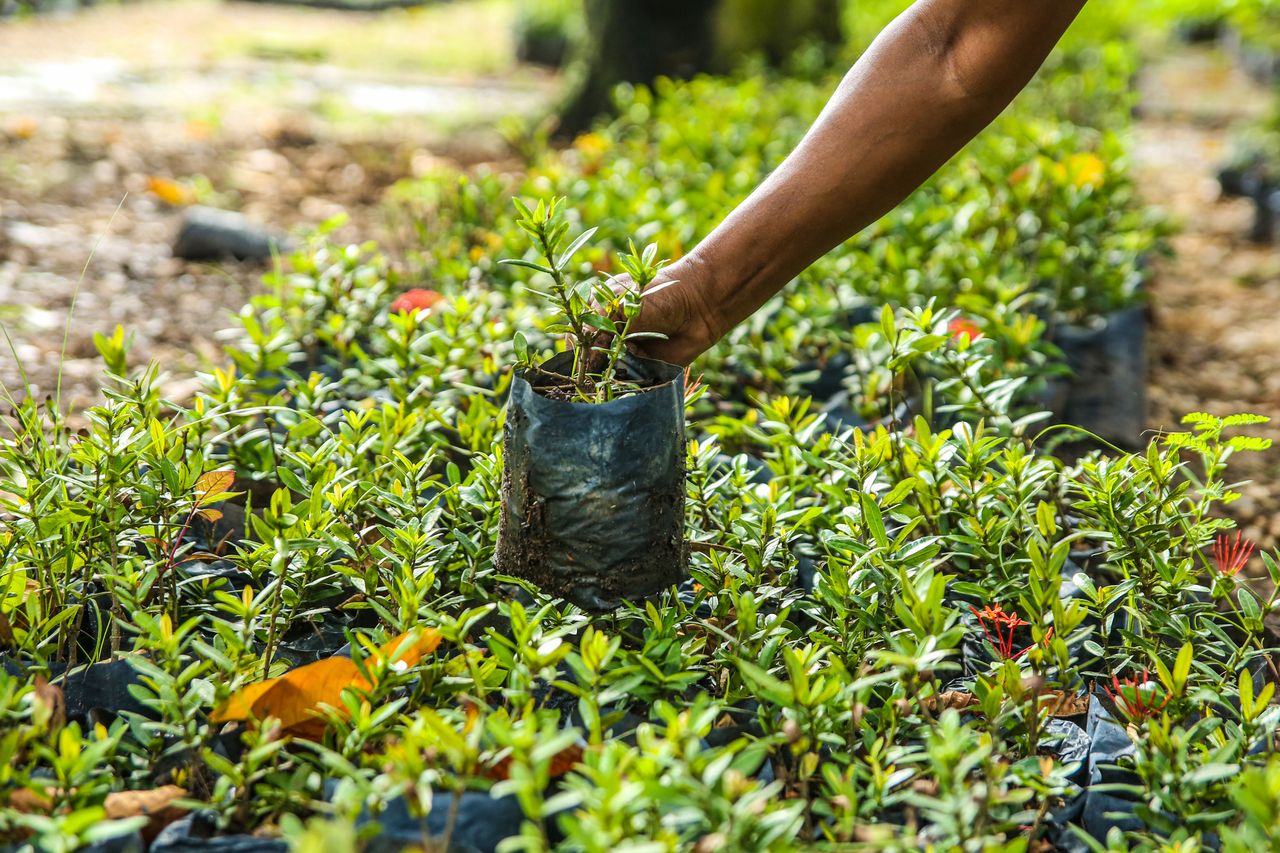 Community Tree Planting & Climate Action Campaign