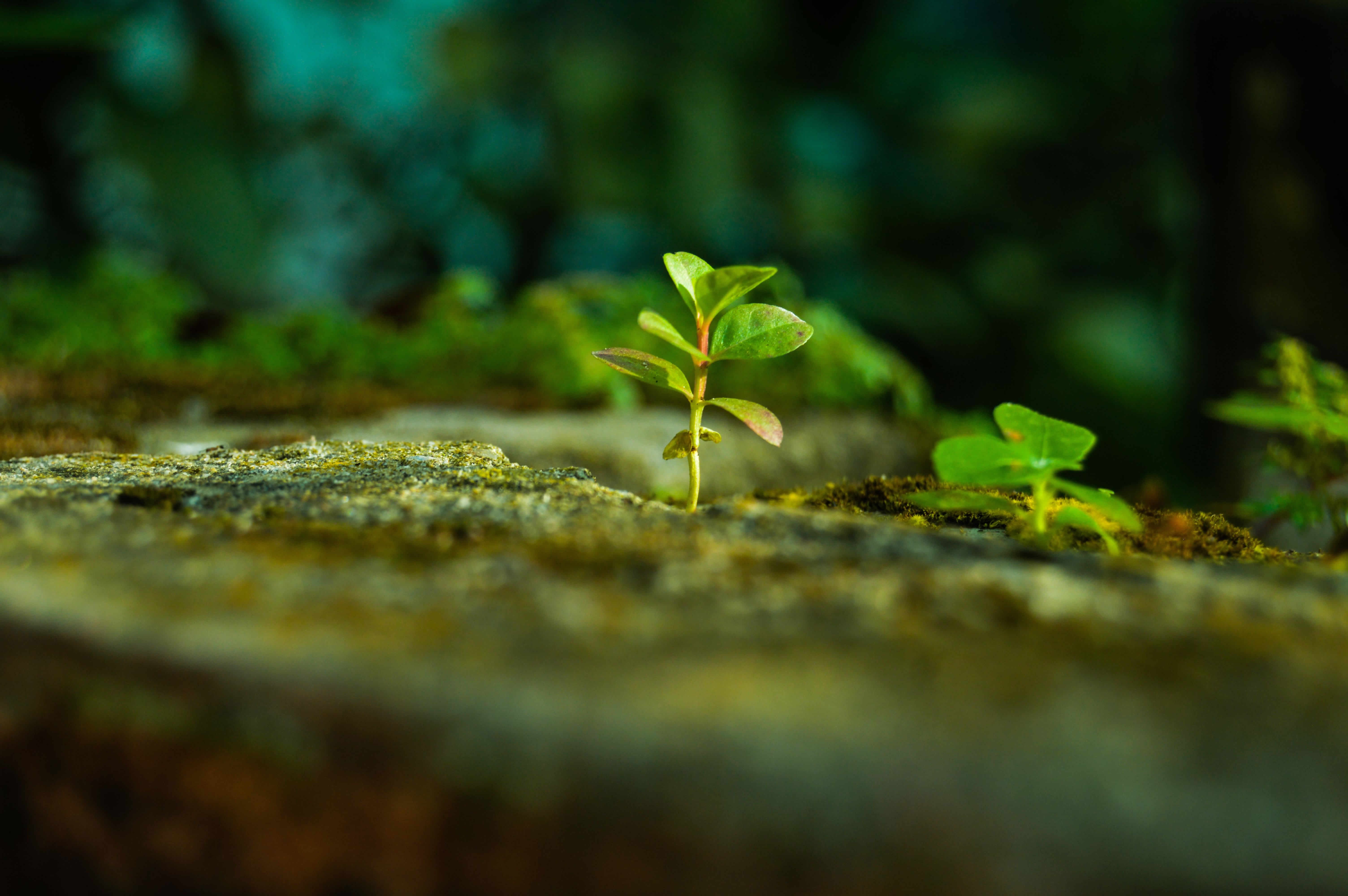 Environmental Conservation